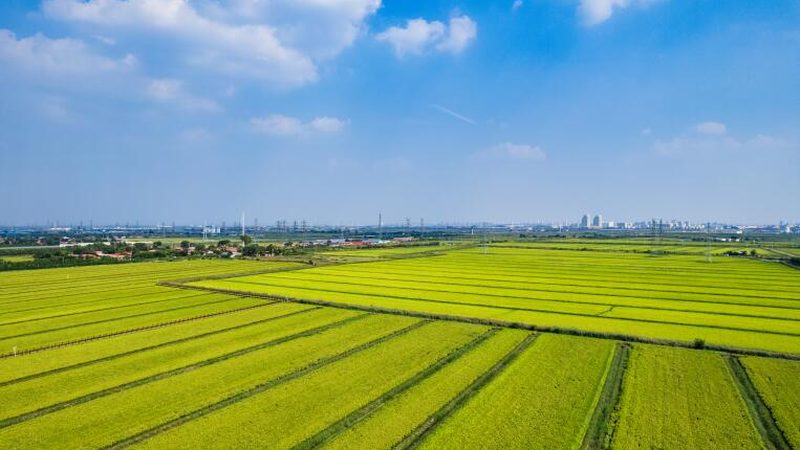 南方草莓种植基地排名解析：揭秘优质基地的评选标准