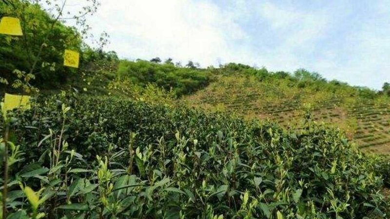 半成品生鲜配送定制哪家好