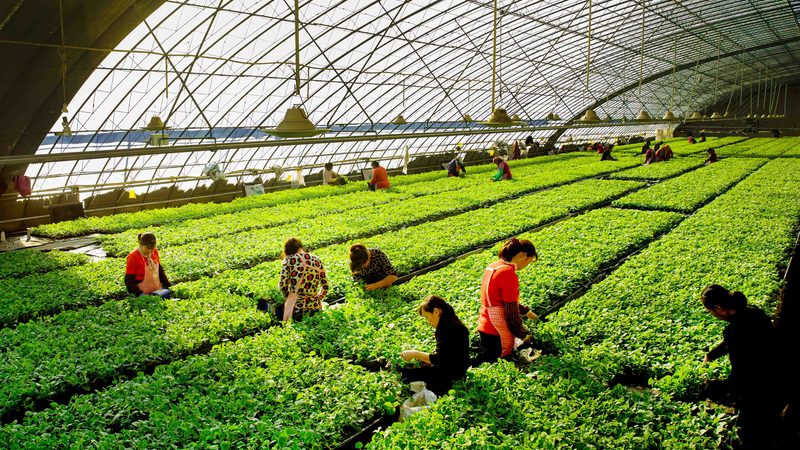 成都农业种植地块选择的关键要素**